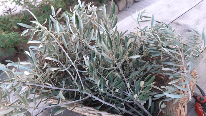 Ramas de olivo ecológico