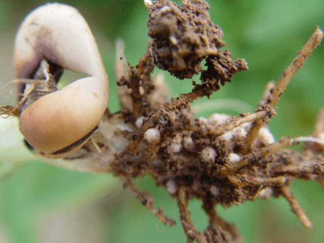 Nódulos de micorrizas en raíces de habas