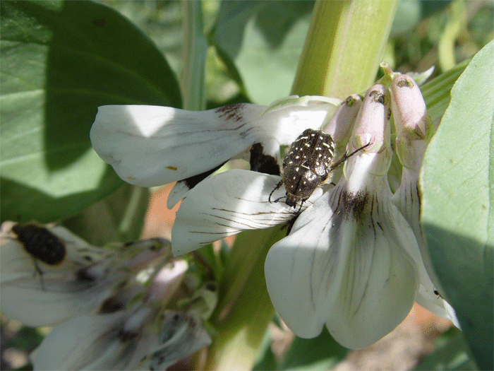 Coleóptero Oxythyrea funesta en flor de haba