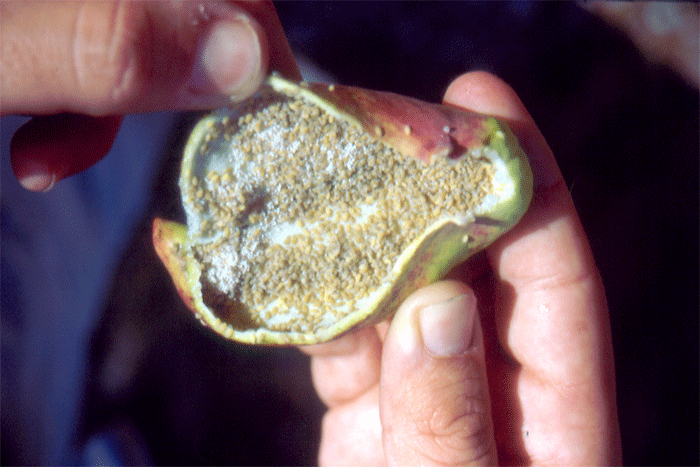 Agalla de Pistacia terebinthus L. con el pulgón Baizongia pistaciae 