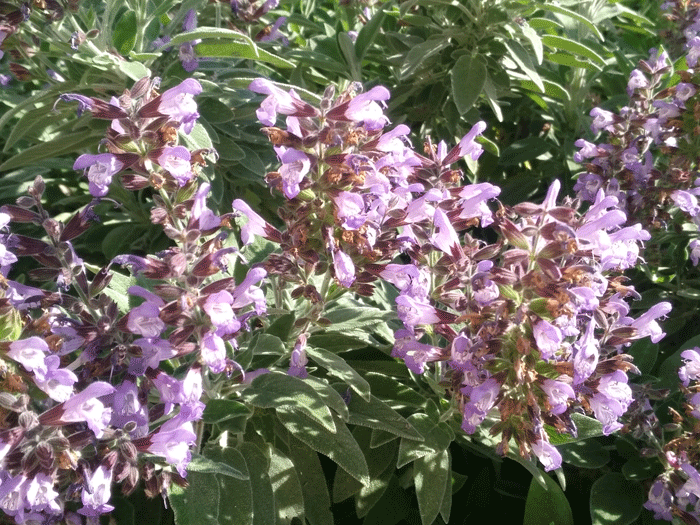 Salvia officinalis L. en flor