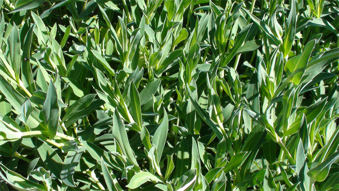 Silene vulgaris o collejas en la Huerta de Corazón Verde en abril