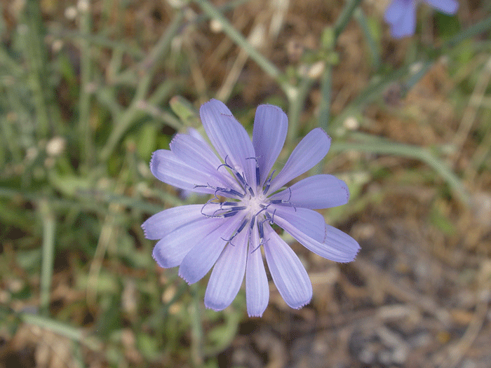 Cichorium intybus, achicoria (camaroja flor)