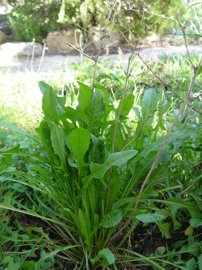 Cichorium intybus L. achicoriia, camaroja hojas