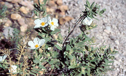 Cistus albidus L. con flores blancas Maigmó