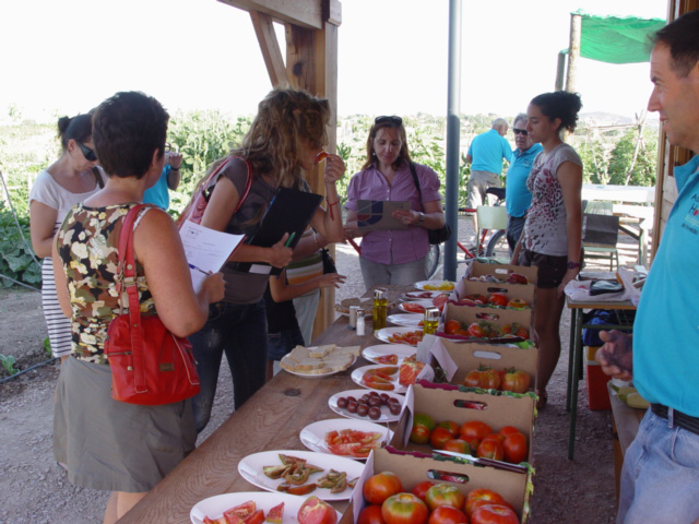 Cata de tomates en verano en los Huertos Urbanos Ecológicos de Novelda (Alicante)