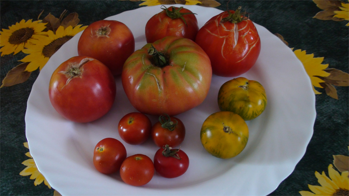 Variedades tradicionales de tomate