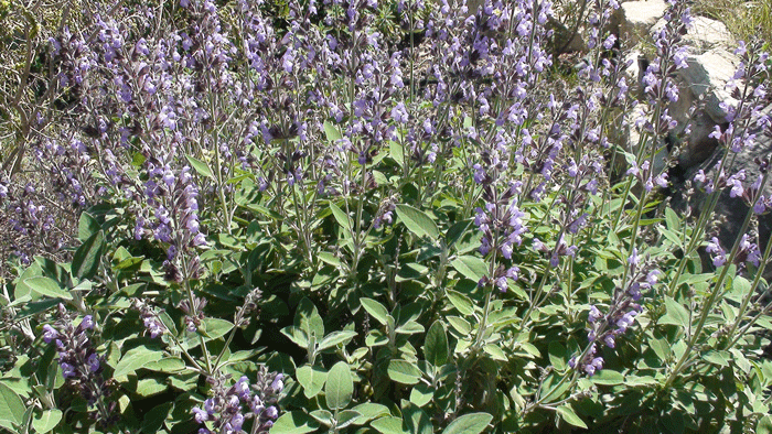 Salvia officinalis L. 