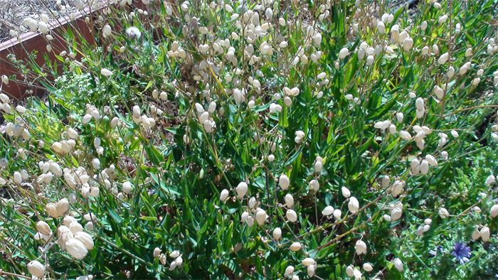 Silene vulgaris o collejas, en mayo en la comarca del Alacantí