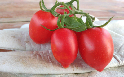 Sobre los variados usos del tomate